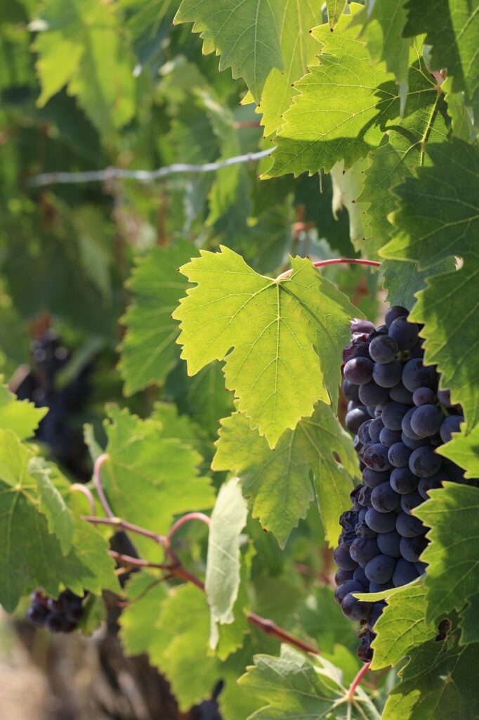 chianti vineyards near florence rolling hills