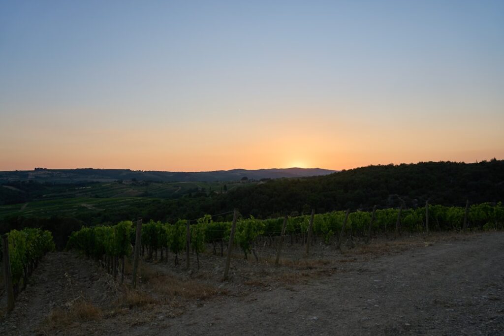 Sunset over Chianti vineyards warm light