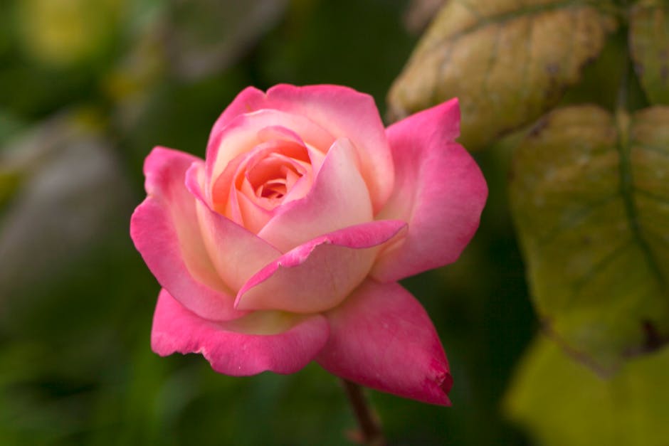 Où offrir des fleurs à Florence : adresses charmantes 3 Giardino delle Rose spring roses Florence