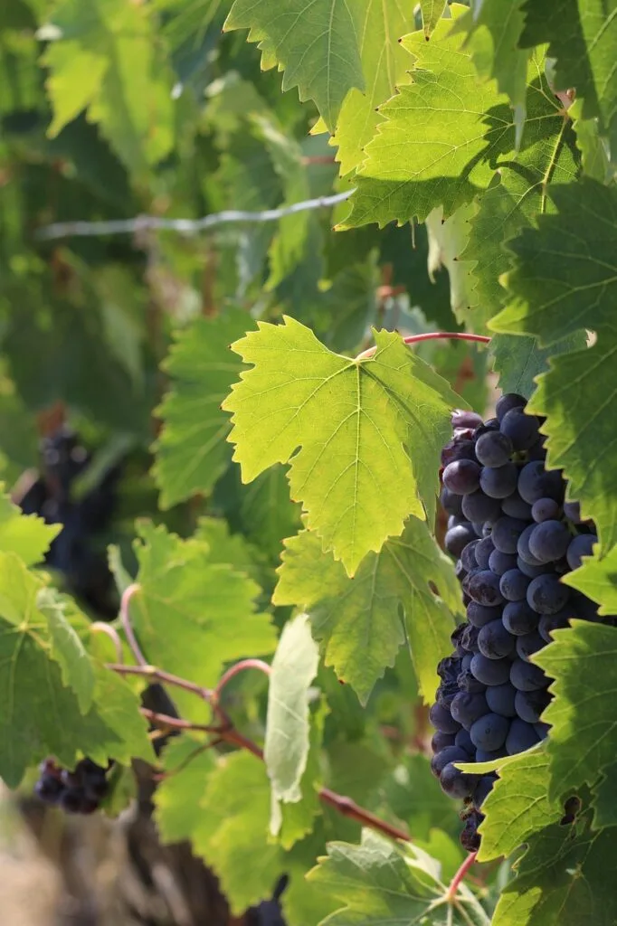 Dunkle Trauben hängen an Rebstock zwischen grünen Blättern im Chianti