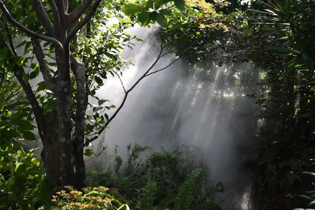 Sonnenstrahlen durch Nebel zwischen Bäumen und Farnen in den Boboli-Gärten