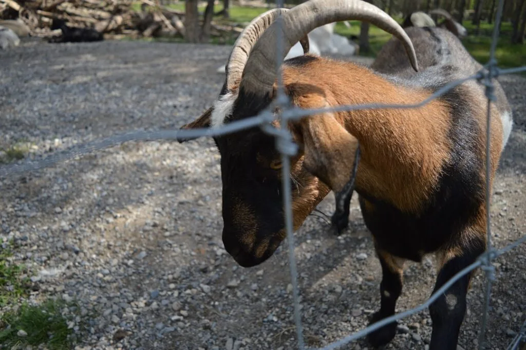 Braune Ziege mit Hörnern hinter Drahtzaun auf einem Hof bei Florenz