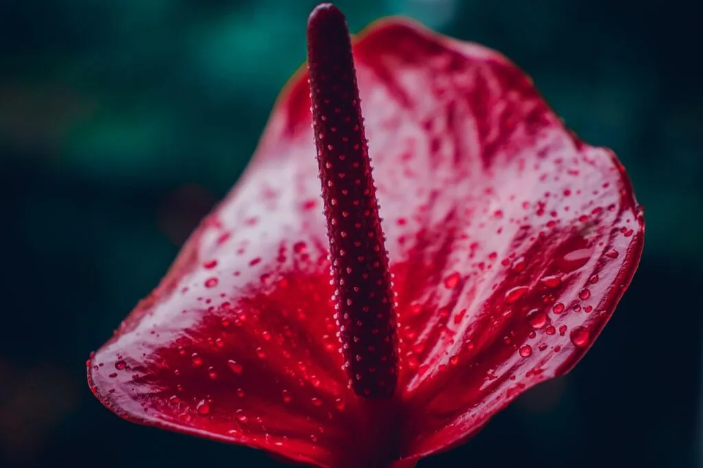 Rote Anthurie mit Wassertropfen, Nahaufnahme im florentinischen Garten