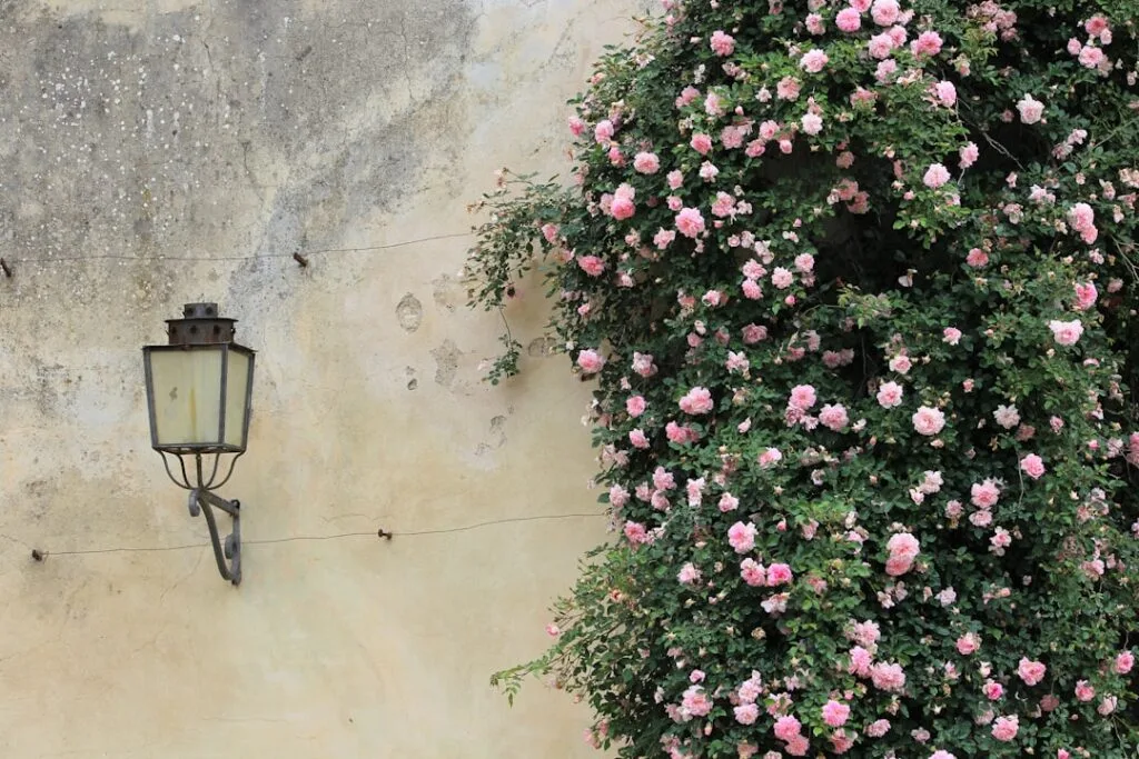 Alte Wandlaterne neben kletternden rosa Rosen an florentinischer Hauswand