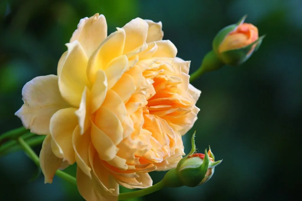 Rose jaune abricotée et boutons floraux au jardin Bardini