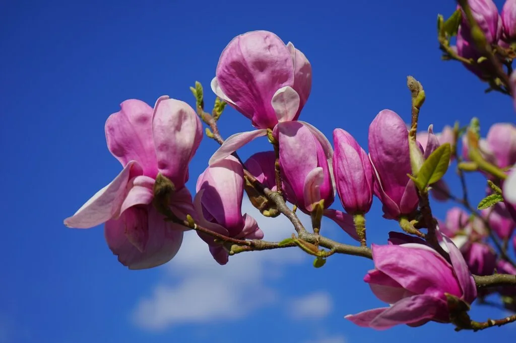Fleurs de magnolia roses vives sur fond de ciel bleu au Boboli, Florence
