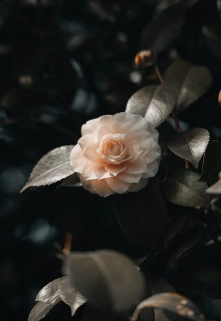 Fleur de camélia crème entourée de feuilles sombres au Boboli, Florence