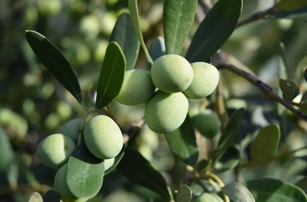 Nahaufnahme grüner Oliven am Ast in toskanischem Olivenhain bei Florenz